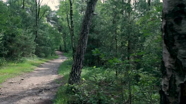Walking on a winding path in a green summer forest