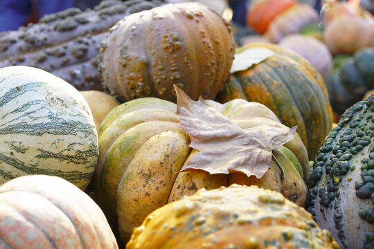 Dense pile of mixed ornamental gourds with single dried maple leaf resting on ribbed pumpkin. Conveys unusual cucurbit diversity, decorative produce varieties, and seasonal agricultural collections.