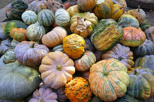 Assortment of ornamental pumpkins in green, orange, and lilac tones with varied shapes and textures. Captures seasonal produce diversity, decorative autumn displays, and unusual cucurbit varieties.