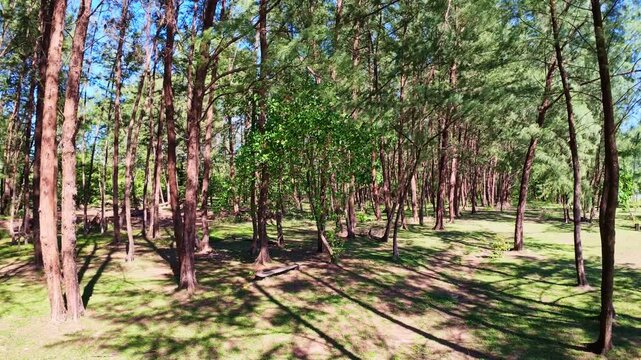 Beautiful tropical beach featuring white sand, gentle ocean waves, and a line of casuarina trees beneath a bright blue sky. Ideal for travel, tourism, and nature themes.