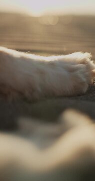 Vertical close-up footage of Nova Scotia Duck Tolling Retriever paws resting on textured beach sand at sunset. Fine details and natural light create premium cinematic outdoor content.