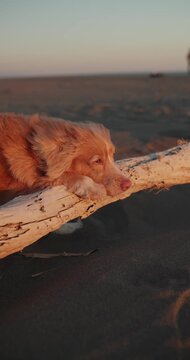 Vertical cinematic footage of a Nova Scotia Duck Tolling Retriever relaxing on driftwood beside the sea at sunset. Peaceful outdoor atmosphere is ideal for travel and lifestyle content.