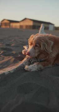 Vertical tracking shot following a Nova Scotia Duck Tolling Retriever resting comfortably on driftwood. Warm evening light creates relaxing cinematic outdoor footage.
