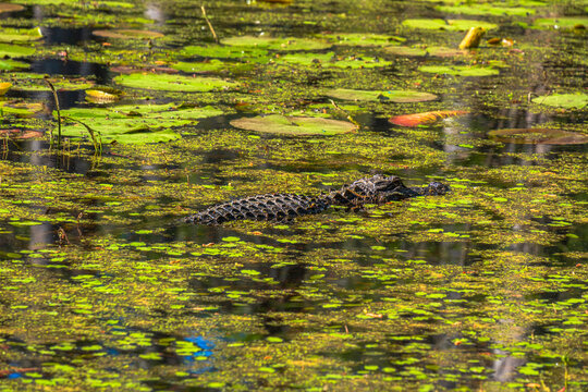 Alligator lurking in swamp at Cypress Gardens in Moncks Corner, South Carolina, USA.