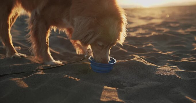 Close-up footage of a Nova Scotia Duck Tolling Retriever drinking water from a portable bowl on a sandy beach. Healthy outdoor lifestyle with warm sunset atmosphere.