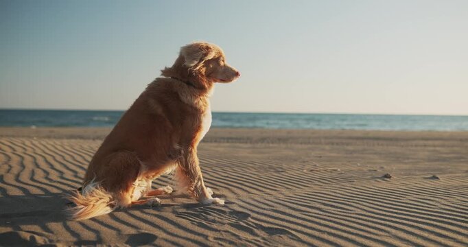 Wide cinematic shot of a Nova Scotia Duck Tolling Retriever sitting peacefully on an empty sandy beach. Warm evening light creates relaxing travel and lifestyle footage.