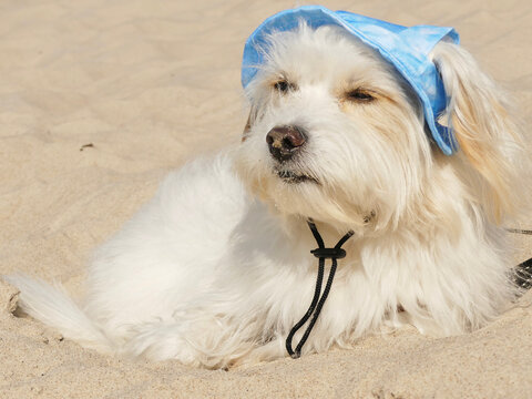 Small white dog relaxing on beach wearing hat