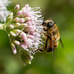 bee on a flower © Stephanie Beckers