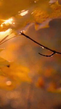 Idea of fall golden yellow leaves cling to a branch bathed in the warm sun, casting soft light over the foliage and emphasizing the autumn atmosphere of seasonal change as daylight fades