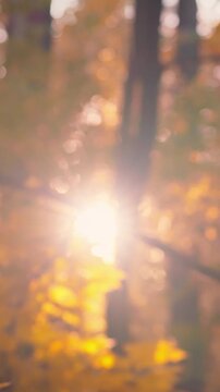 Idea of golden light Sunlight streams through vibrant autumn leaves in a tranquil forest, casting warm hues at dusk and emphasizing nature's seasonal atmosphere, creating a calm environment