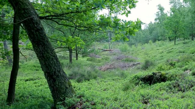 Handheld camera panning across a lush green forest glade