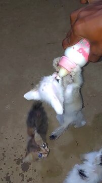 Stray Kitten Bottle Feeding (Felis catus) Veterinary Care Vertical Slow Motion 4K