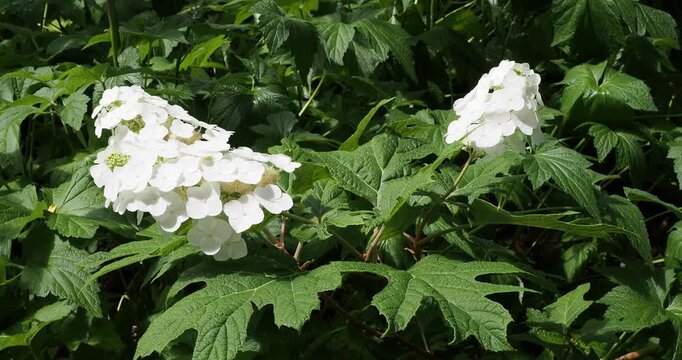 (Hydrangea quercifolia) Eichenblatthortensie. Kr&auml;ftige St&auml;ngel, bedeckt mit gro&szlig;en, gelappten, ledrigen gr&uuml;nen Bl&auml;ttern mit zahlreiche pyramidenf&ouml;rmige Rispen mit wei&szlig;en Bl&uuml;ten
