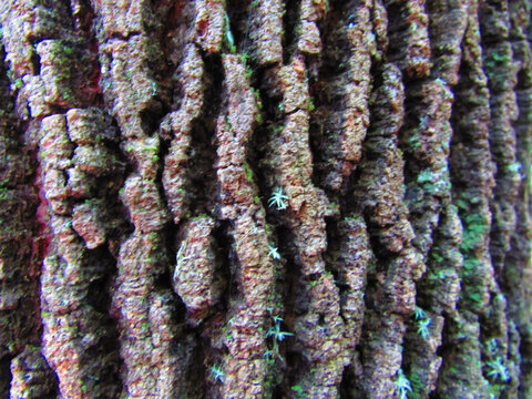 A tree trunk with the texture of a vast forest