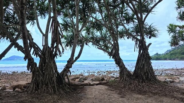A tranquil tropical beach scene framed by mature pandanus trees, revealing turquoise waters, a rocky shoreline, and a distant island under a dramatic sky in Kalim beach, Phuket, Thailand.