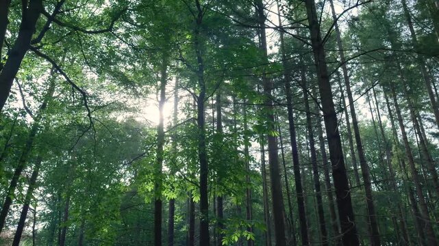 Low angle tracking shot of sun shining through pine trees