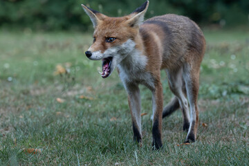 Fototapeta premium Fuchs