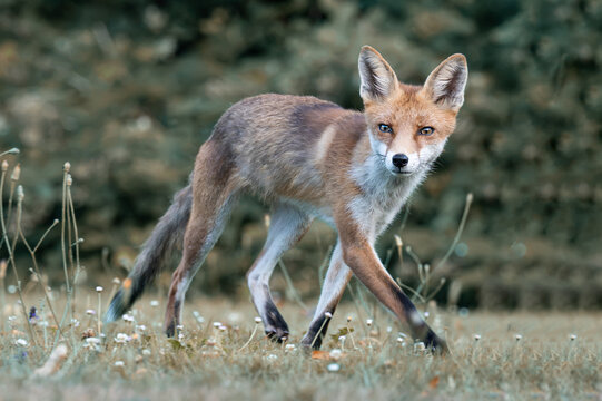 Fuchs