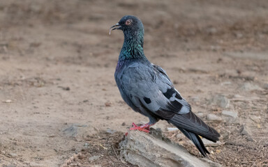 Obraz premium Rock Pigeon with Unique Overgrown Curved Beak Perched on Ground. Close Up Profile of Wild Pigeon Showing Curved Beak Deformity