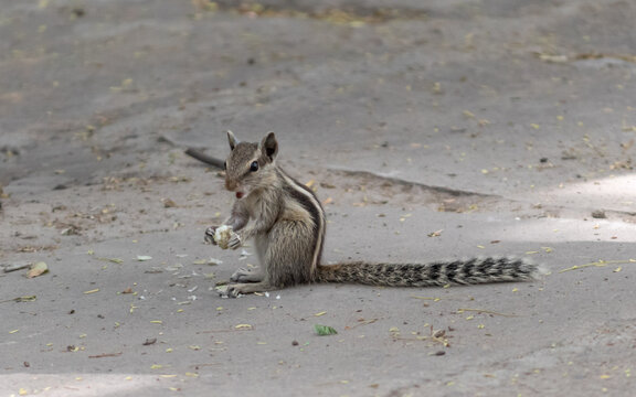 Playful Wild Palm Squirrel Nibbling Food with Open Mouth. Adorable Indian Palm Squirrel Eating Food on the Ground Outdoors