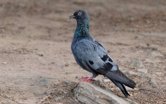 Rock Pigeon with Unique Overgrown Curved Beak Perched on Ground. Close Up Profile of Wild Pigeon Showing Curved Beak Deformity