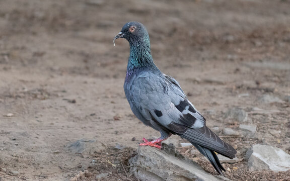 Rock Pigeon with Unique Overgrown Curved Beak Perched on Ground. Close Up Profile of Wild Pigeon Showing Curved Beak Deformity
