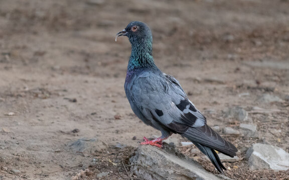 Rock Pigeon with Unique Overgrown Curved Beak Perched on Ground. Close Up Profile of Wild Pigeon Showing Curved Beak Deformity