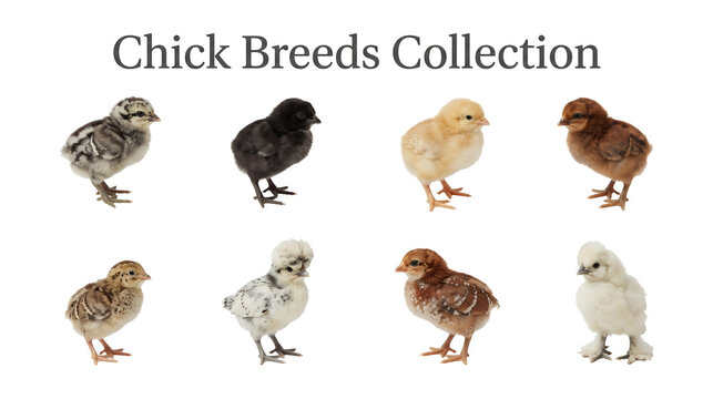 Chick breeds collection set featuring different downy baby poultry breeds realistic object collection on transparent