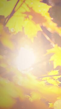 Soft golden light filters through tree branches, where leaves cling to multiple trees, their autumn colors glowing against the clear sky, forming a natural scene of seasonal foliage