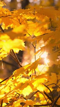Sunlight filters through vibrant golden maple leaves in a serene forest setting during autumn, highlighting the natural beauty of the season's foliage and tranquil atmosphere under a clear sky