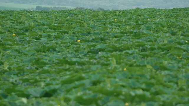 Pumpkin field	