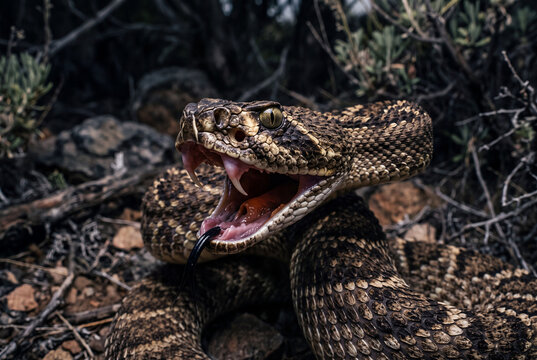 snake with jaws open