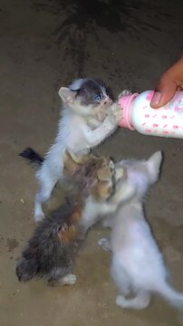 Rescue Kitten Nursing Milk (Felis catus) Veterinary Care Vertical Slow Motion 4K