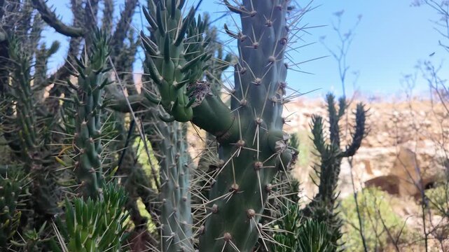 A close-up view of cactus spines and succulents in the foreground, with a blurred ancient catacomb entrance visible in the background near residential buildings in Salina, Naxxar, Malta. The little-kn