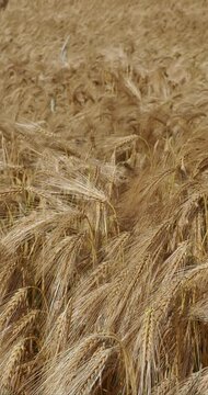 Aufrechte Gerstenb&uuml;schel (Hordeum vulgare)  mit langen, goldgelben, b&auml;rtigen &Auml;hren, ein Sommergetreide, das zur Ernte bereit ist.