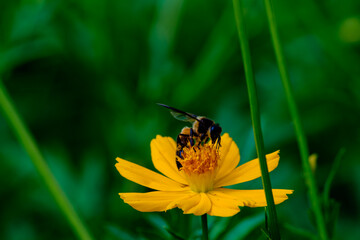 Honeybee landing on a yellow cosmos flower to collect nectar and pollen © keerati