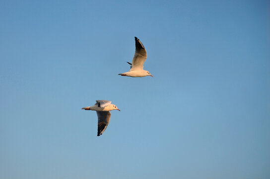 Two  white seagulls in flight on clean blue sky. Wild birds, seagulls, fauna, birdwatching, wildlife protection concept .