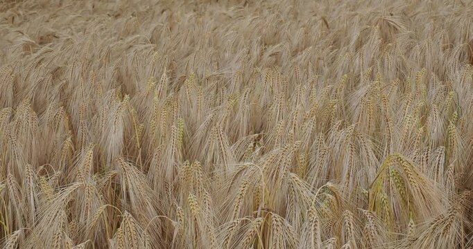 (Hordeum vulgare) B&uuml;schel von gew&ouml;hnlicher Gerste mit langen, b&auml;rtigen &Auml;hren, die oben gebogen sind, wiegen sich im Wind
