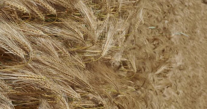 Aufrechte Gerstenb&uuml;schel (Hordeum vulgare)  mit langen, goldgelben, b&auml;rtigen &Auml;hren, ein Sommergetreide, das zur Ernte bereit ist