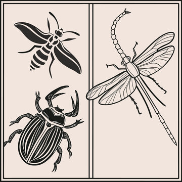 Vintage insect collection vector set, detailed line art illustration of dragonfly, stag beetle, and moth isolated on background