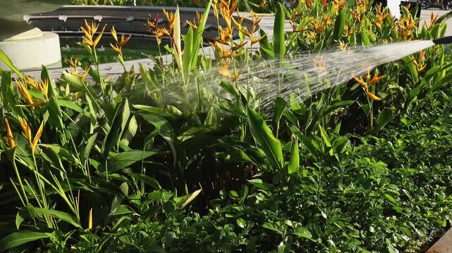 Watering exotic tropical yellow heliconia flowers with a hose spray nozzle in a lush outdoor garden. Gardener irrigating green plants and flowers bed in park under sunlight, horticulture concept.