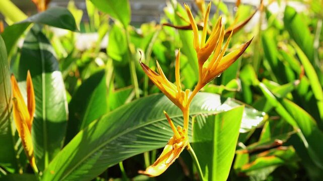 Exotic yellow heliconia psittacorum flower growing outdoors in lush tropical garden. Close up of parrot's beak plant with vibrant orange petals and green foliage under bright natural sunlight.