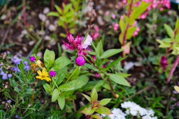 Obraz premium Colorful cottage garden filled with mixed flowering plants and lush greenery