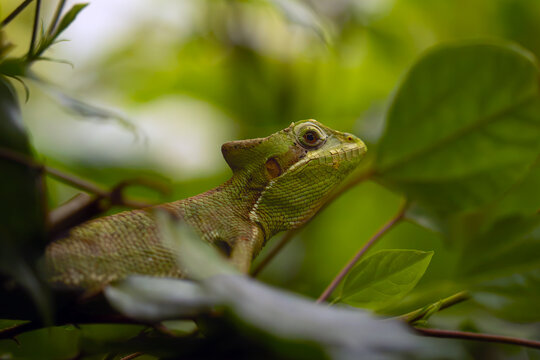Laemanctus julioi, also known commonly as Julio's casquehead iguana. Laemanctus julioi, also known commonly as Julio's casquehead iguana, adult on a branch.