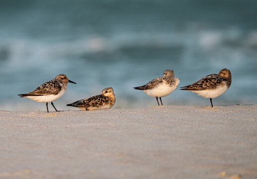 Group of Sandpipers Resting on Beach with Ocean Background