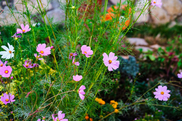 White and purple cosmos flowers blooming in lush cottage garden © Ela