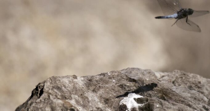Explore movement of a dragonfly on a rock in slow motion