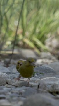 European greenfinch showing aggression toward another bird