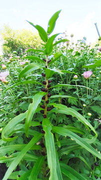Tiger lily (lance-leaved) with bulbs
