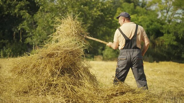 Male farmer in gray overalls uses pitchfork to lift straw from a pile in a sunlit field, surrounded by greenery and golden hay, showcasing the traditional agricultural process in a rural setting
